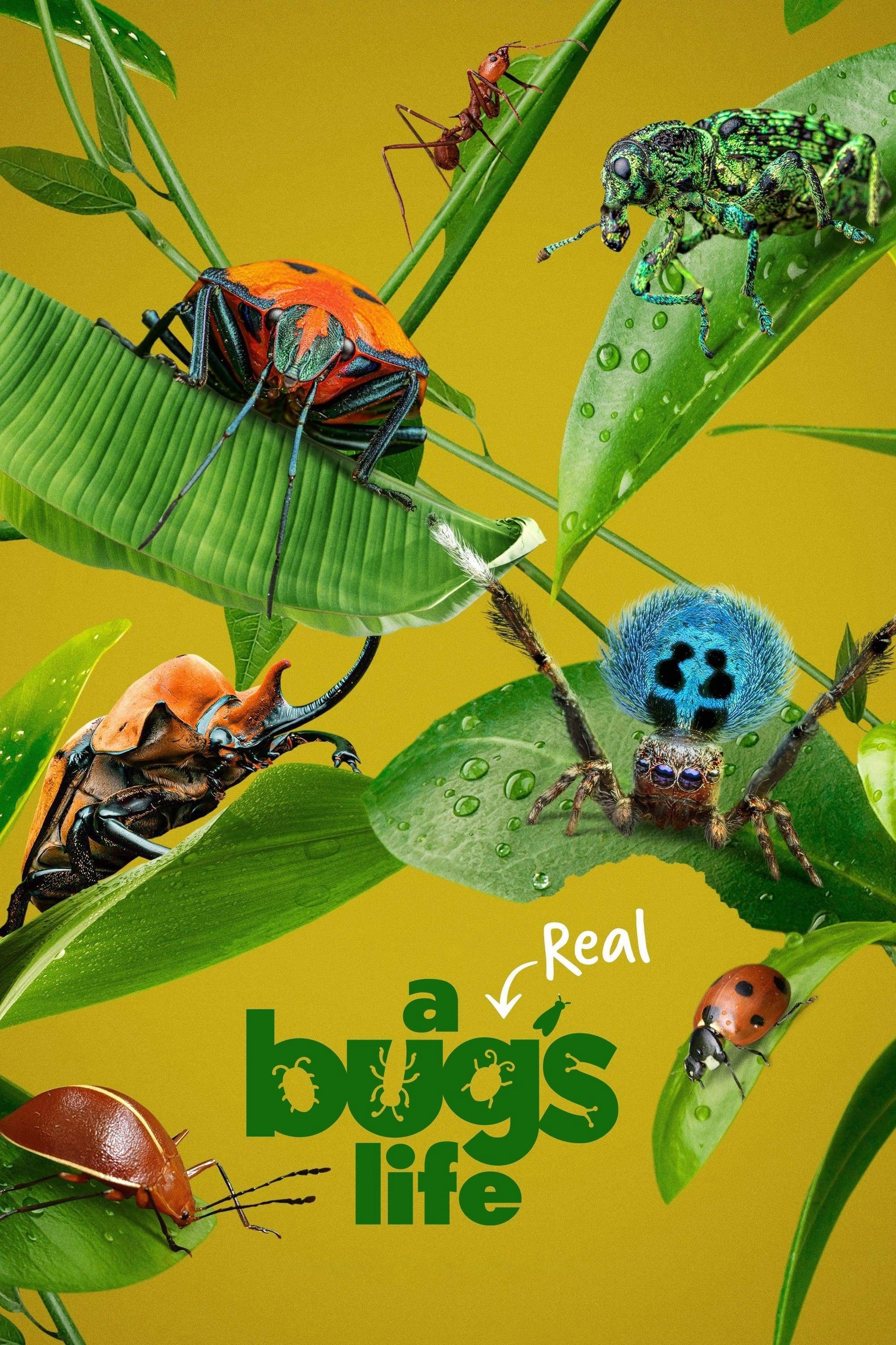 A Real Bug’s Life